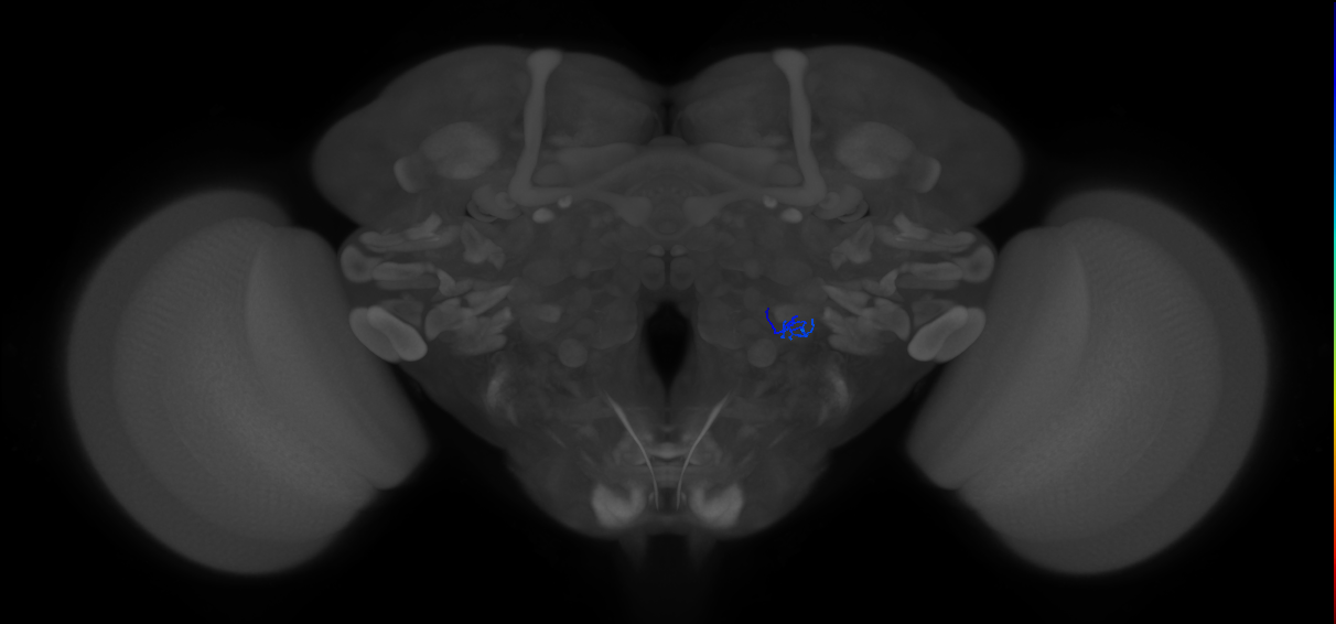ORN_VL1_R (FlyEM-HB:2228548225)