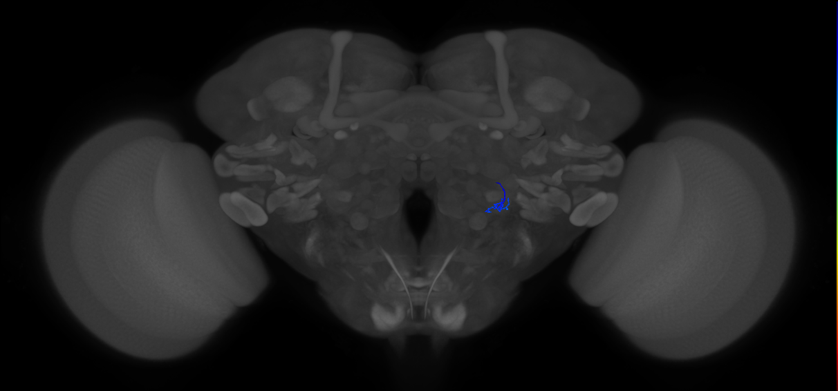 ORN_VL1_R (FlyEM-HB:5813004694)