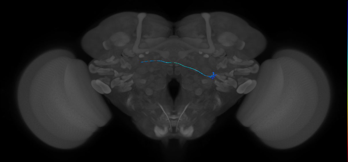 ORN_VL2a_L (FlyEM-HB:1980234579)