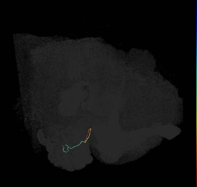 ORN_VL2a_L (FlyEM-HB:1793014287)