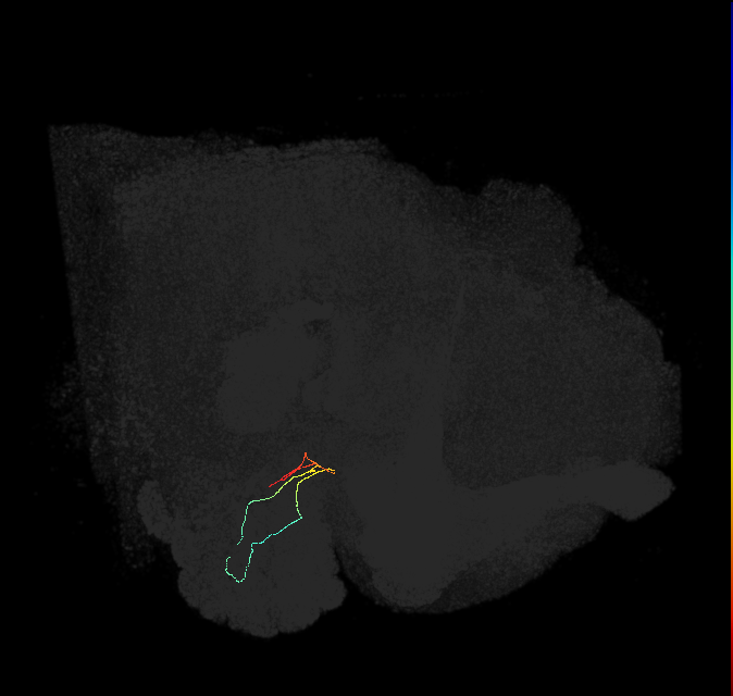 ORN_VL2a_L (FlyEM-HB:1980229841)