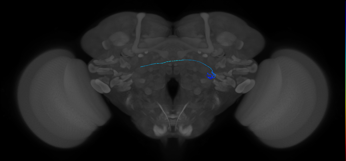 ORN_VL2a_R (FlyEM-HB:1762320660)