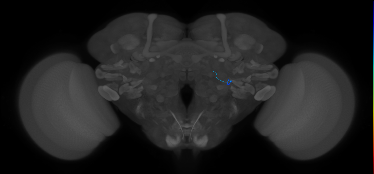 ORN_VL2a_L (FlyEM-HB:2040603039)
