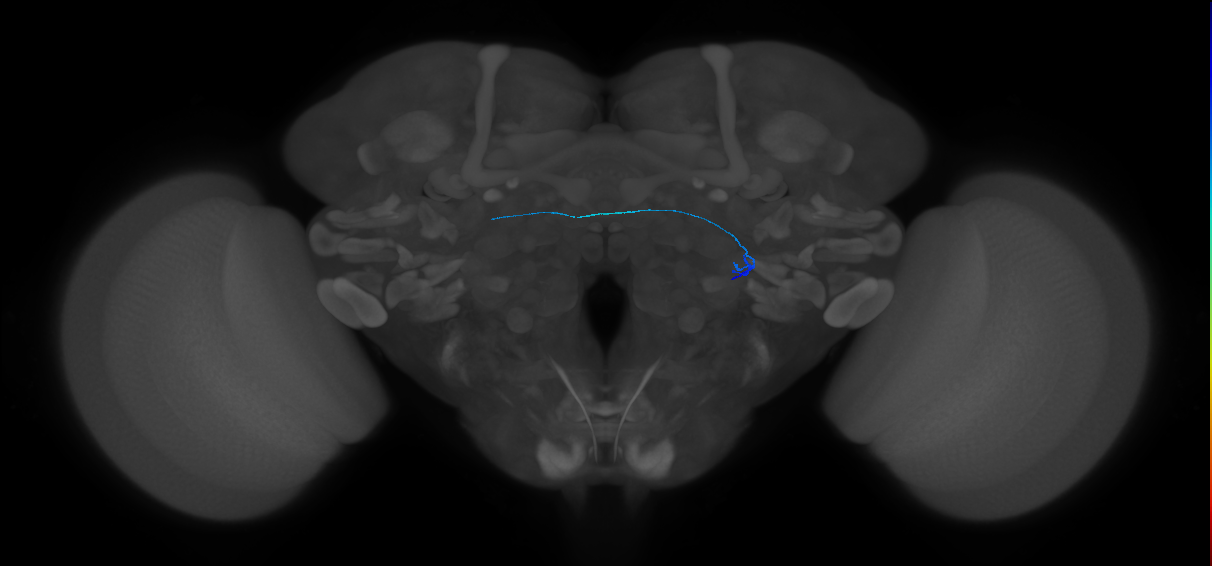ORN_VL2a_R (FlyEM-HB:5812996058)