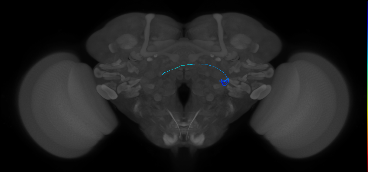 ORN_VL2a_R (FlyEM-HB:5813125248)