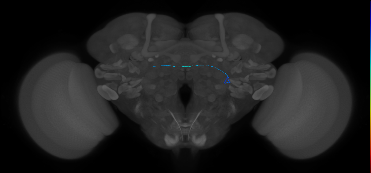 ORN_VL2a_L (FlyEM-HB:1917823111)