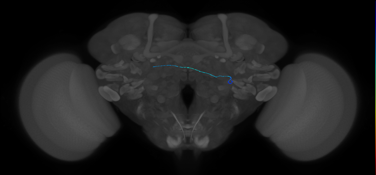 ORN_VL2a_L (FlyEM-HB:1885765506)