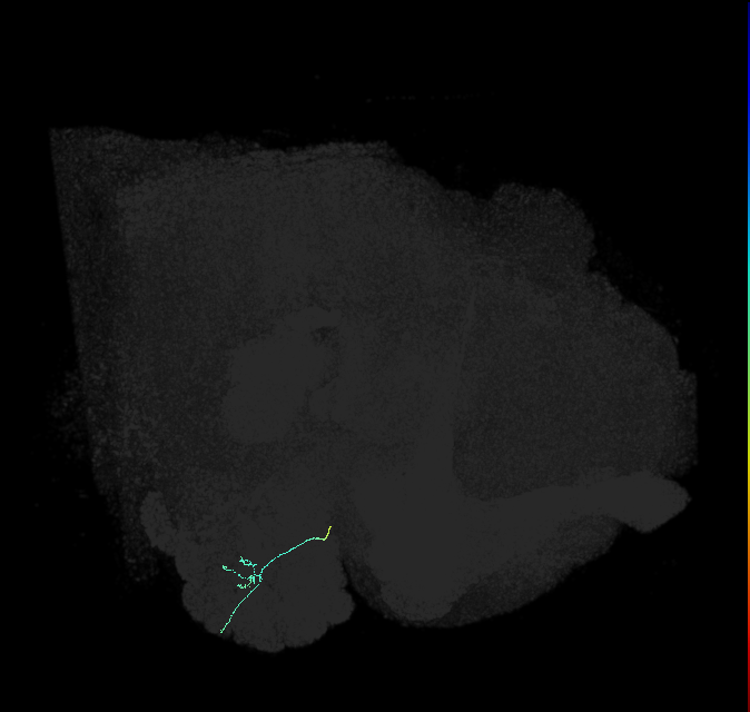 ORN_VL2a_R (FlyEM-HB:1793009969)