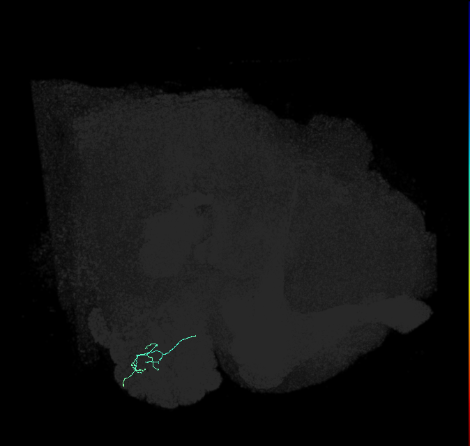 ORN_VL2a_R (FlyEM-HB:1917823351)