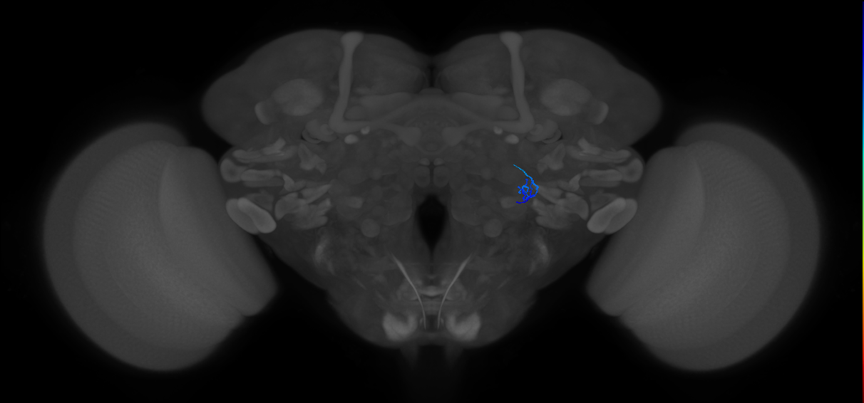 ORN_VL2a_R (FlyEM-HB:1917823351)
