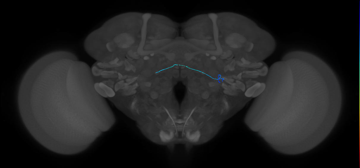 ORN_VL2a_L (FlyEM-HB:1980579904)