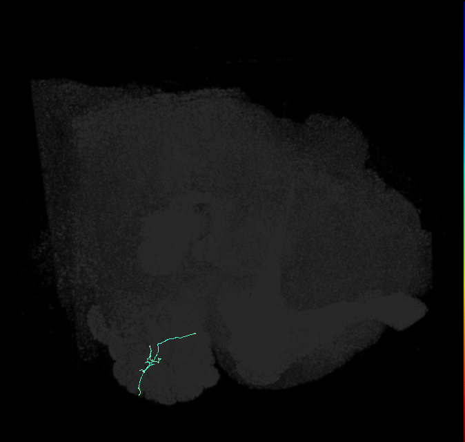 ORN_VL2a_R (FlyEM-HB:1979888922)