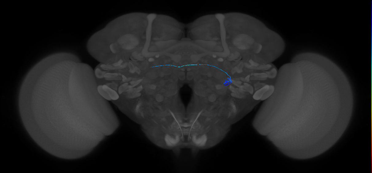 ORN_VL2a_R (FlyEM-HB:5813024981)