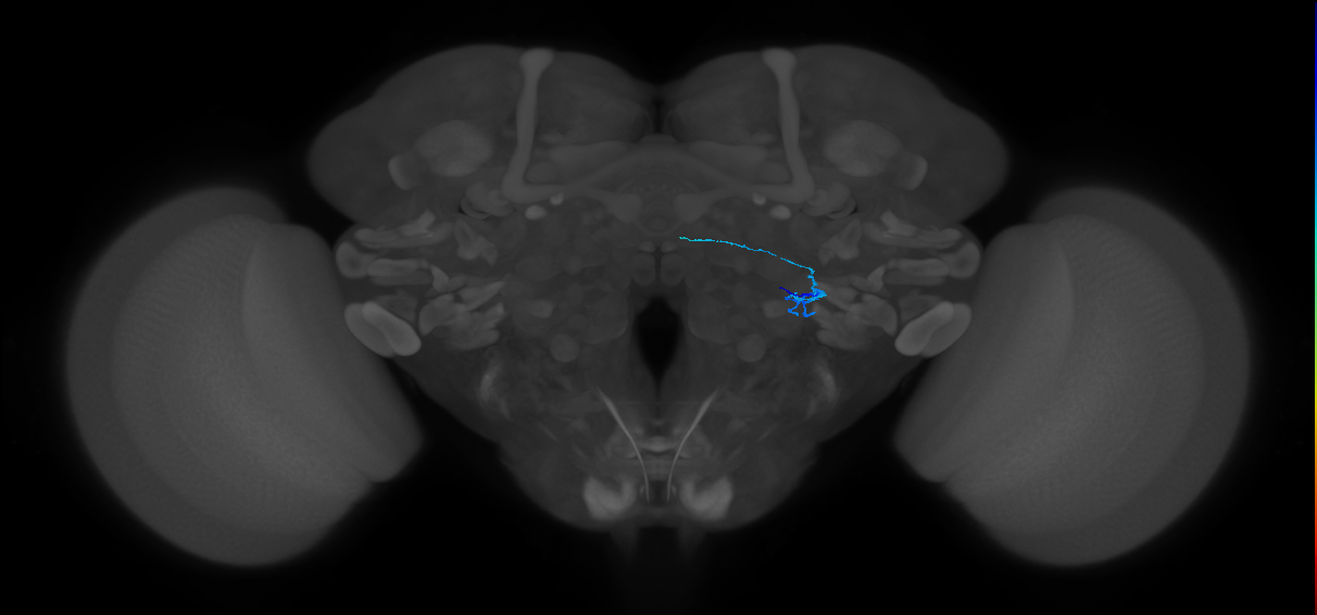 ORN_VL2p_R (FlyEM-HB:5813003327)