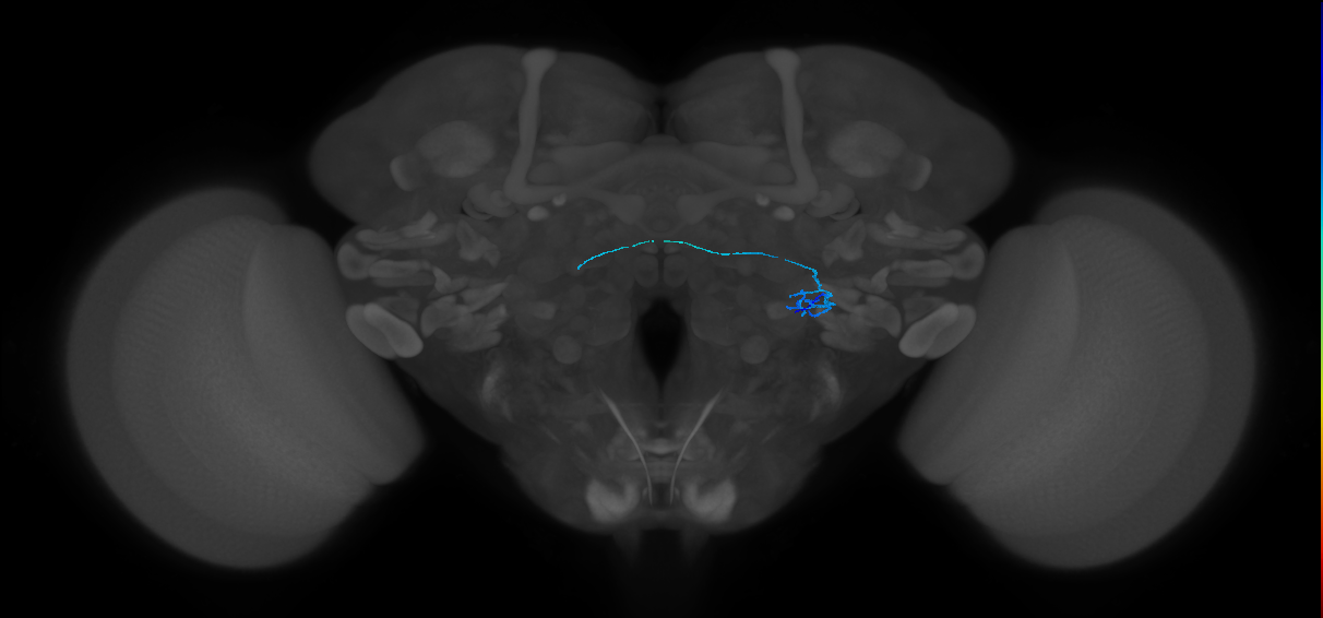 ORN_VL2p_R (FlyEM-HB:2040603130)