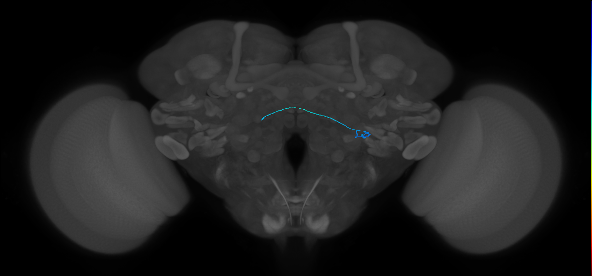 ORN (FlyEM-HB:2071974816)