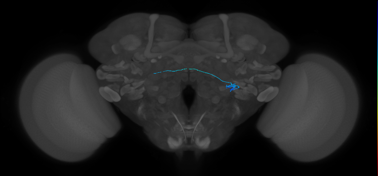 ORN_VL2p_R (FlyEM-HB:2071974975)