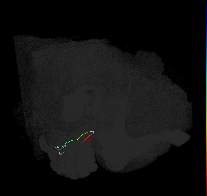 ORN_VL2p_L (FlyEM-HB:5813002774)