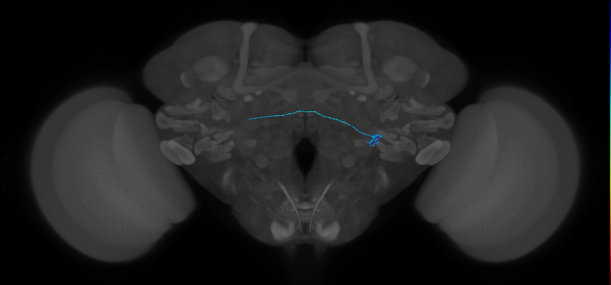 ORN_VL2p_L (FlyEM-HB:1697285129)