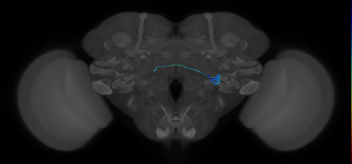 ORN_VL2p_R (FlyEM-HB:2011264911)