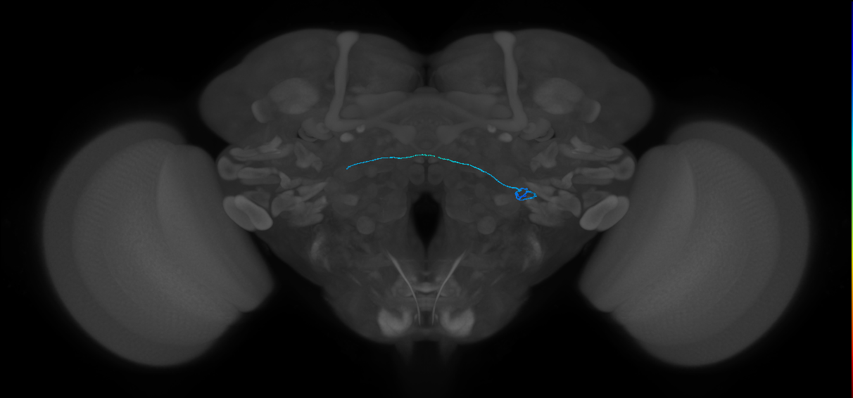 ORN_VL2p_L (FlyEM-HB:2009235865)