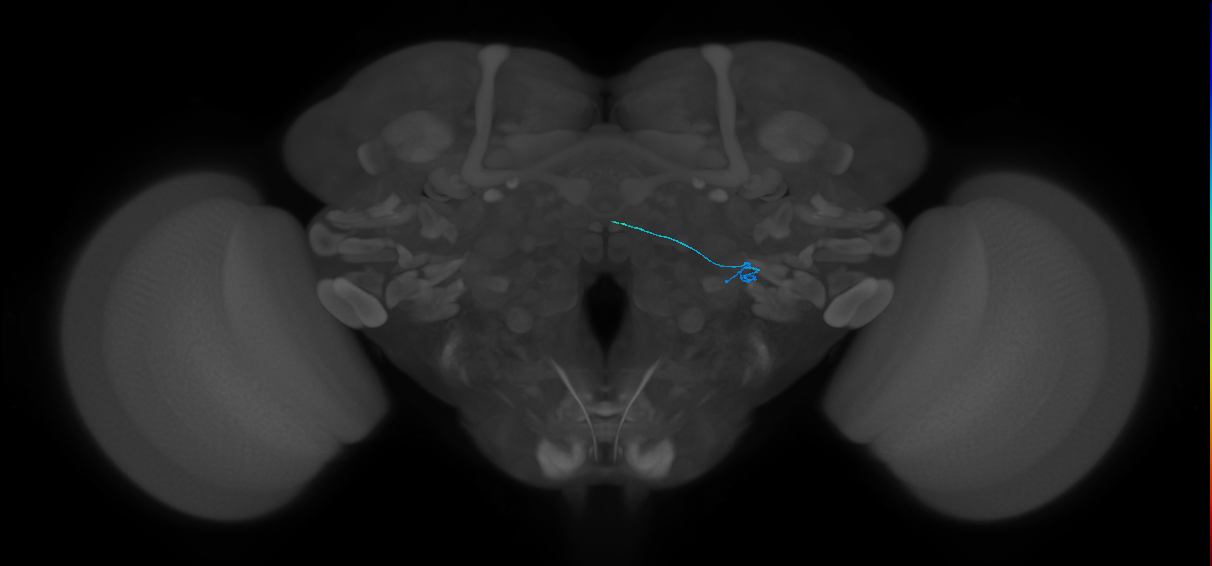 ORN_VL2p_L (FlyEM-HB:5813069348)