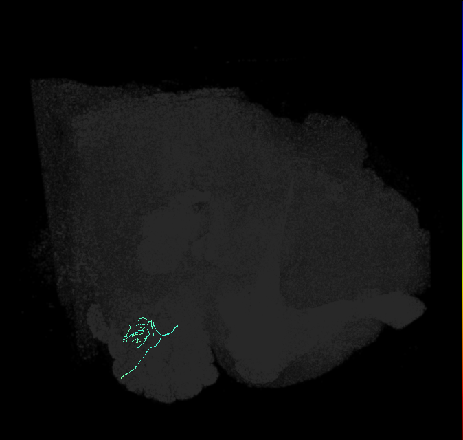 ORN_VL2p_R (FlyEM-HB:1948513200)