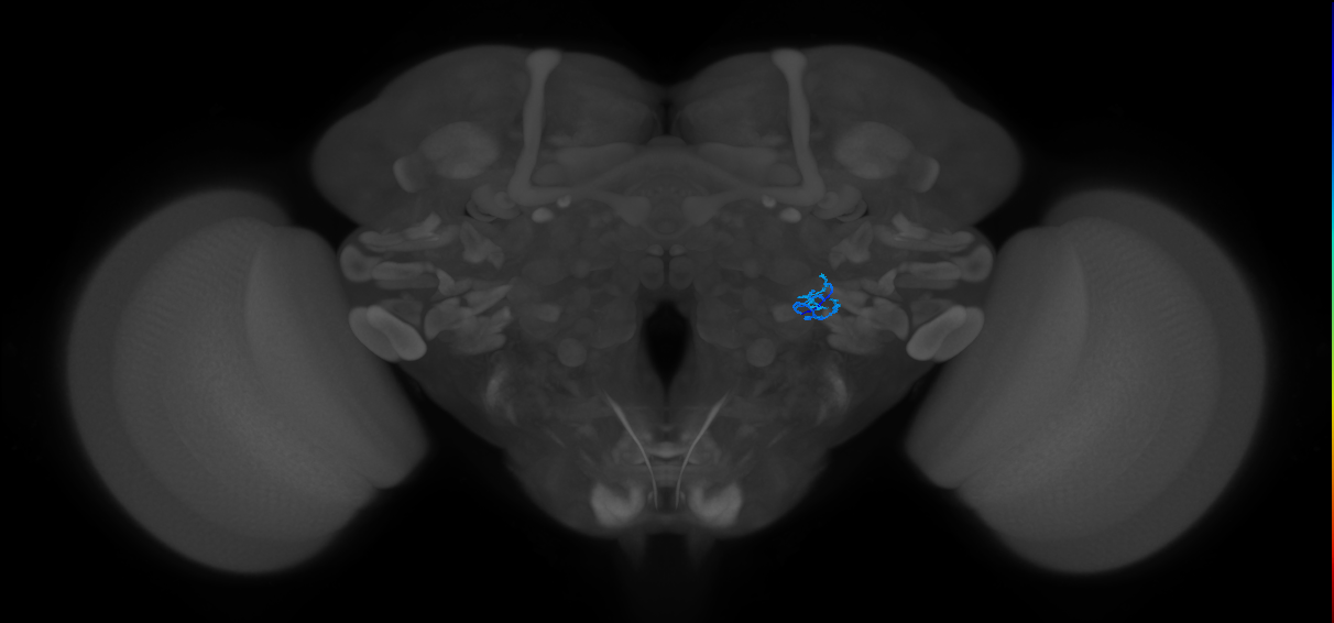 ORN_VL2p_R (FlyEM-HB:1948513200)
