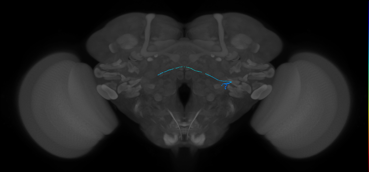 ORN_VL2p_L (FlyEM-HB:2009235843)