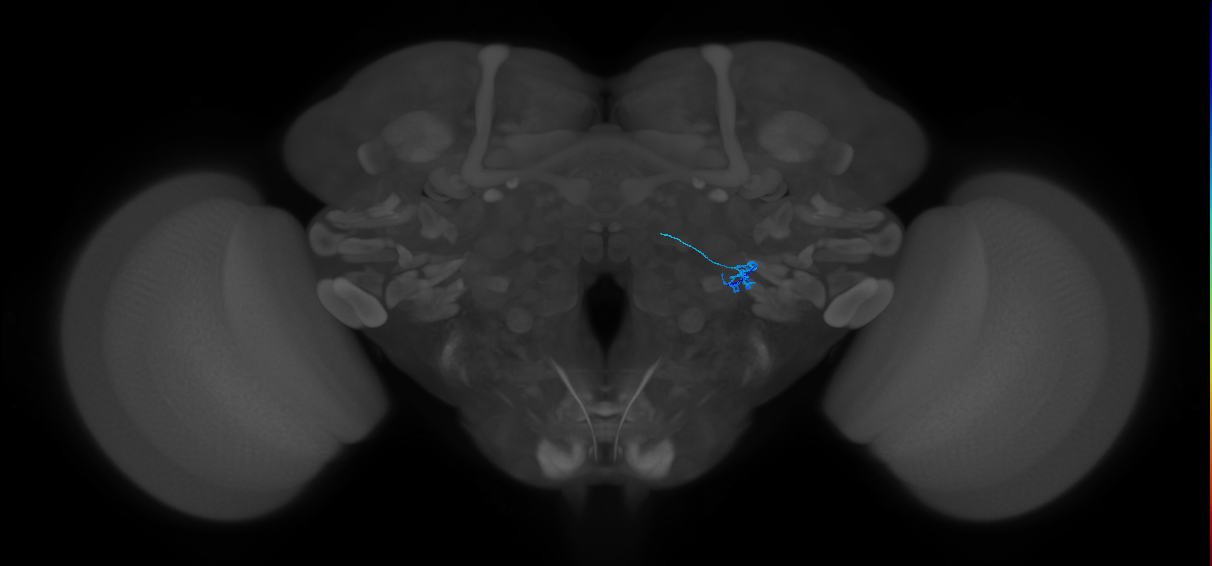 ORN_VL2p_R (FlyEM-HB:2040939889)
