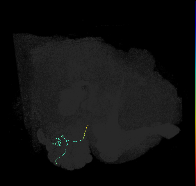 ORN_VL2p_R (FlyEM-HB:2010246349)