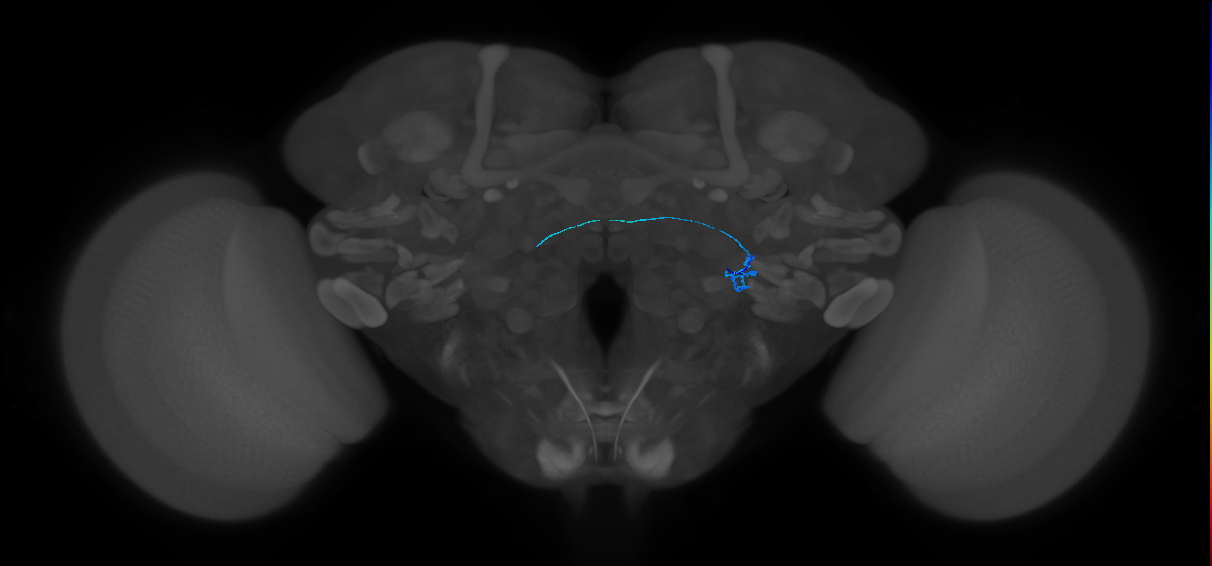 ORN_VL2p_R (FlyEM-HB:2010246349)