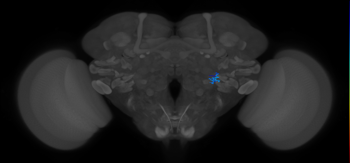 ORN_VL2p_R (FlyEM-HB:5813034117)