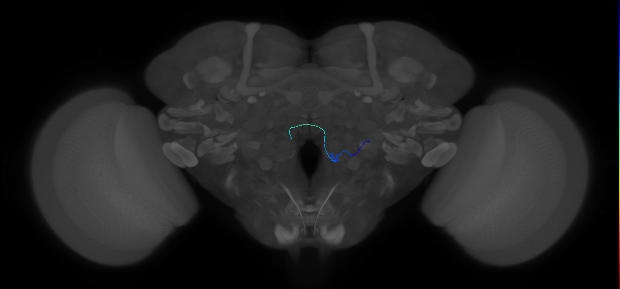 ORN_VM1 (FlyEM-HB:5813042606)