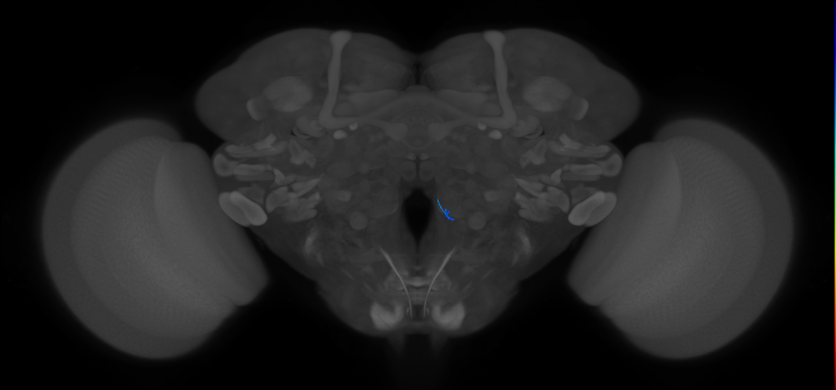 ORN_VM1 (FlyEM-HB:5813042599)