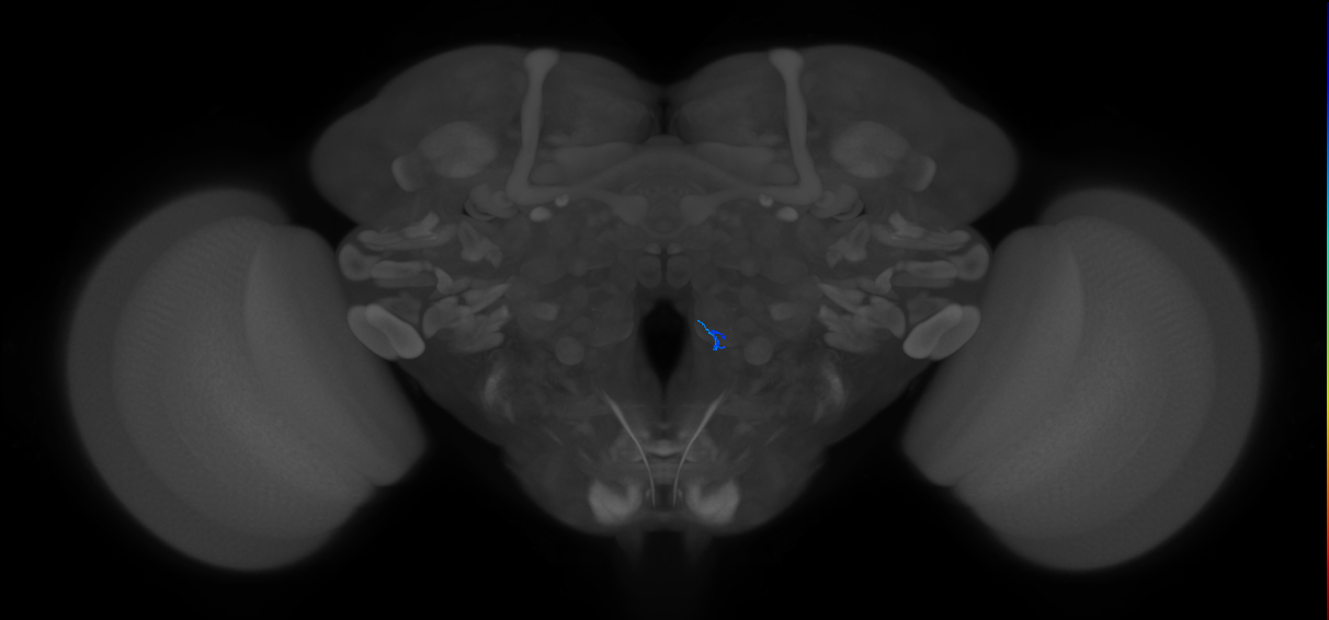 ORN_VM1 (FlyEM-HB:5813042603)