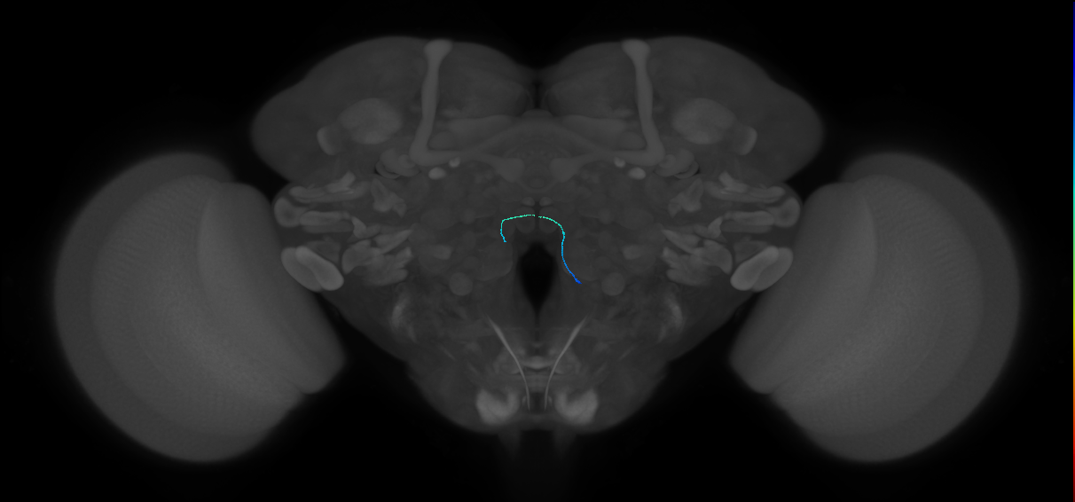 ORN_VM1 (FlyEM-HB:2101740474)