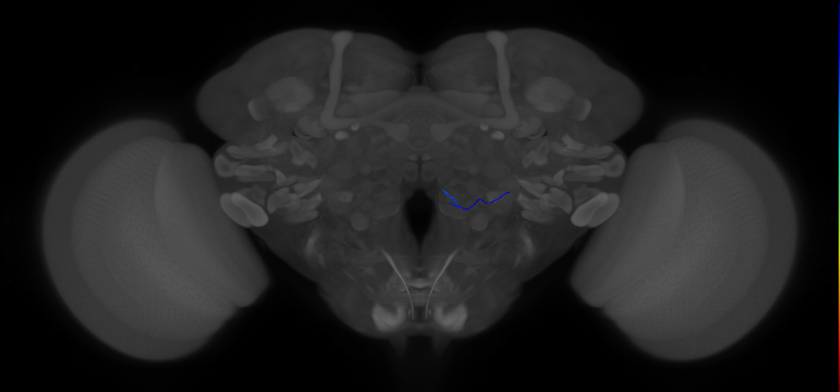 ORN_VM3_R (FlyEM-HB:2261992114)