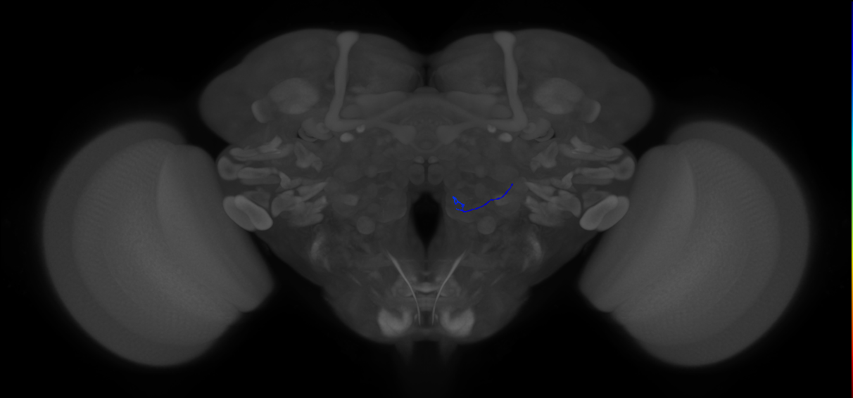 ORN_VM3_R (FlyEM-HB:2198247044)