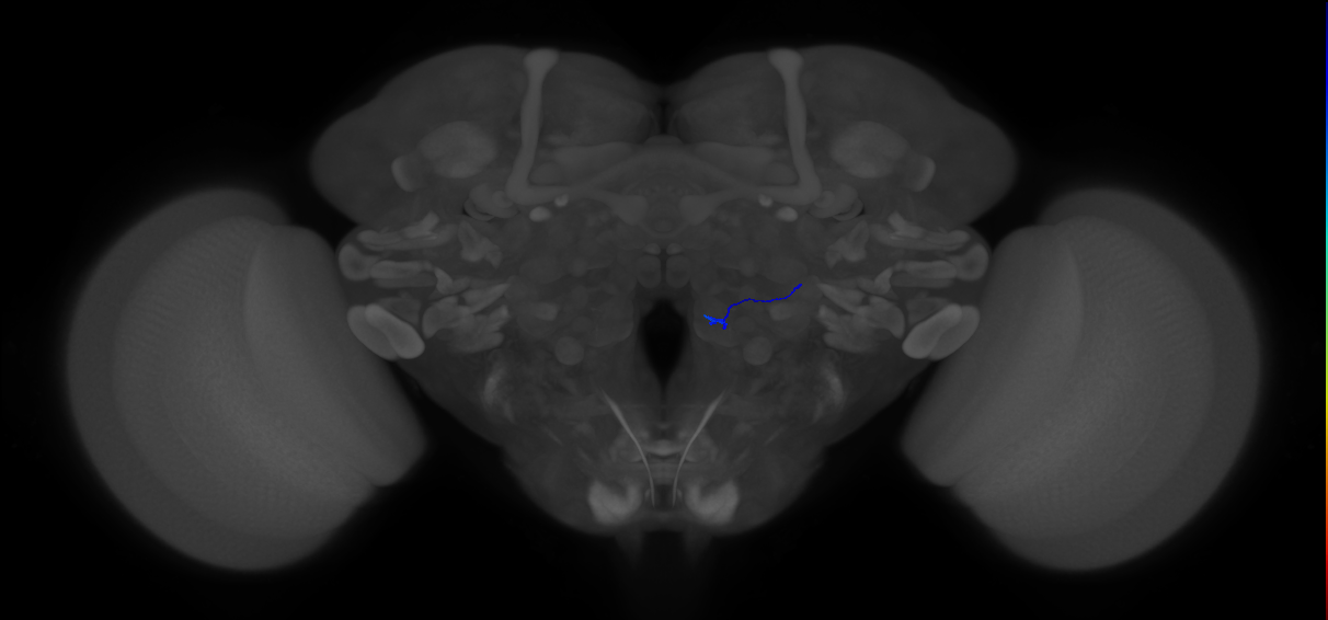 ORN_VM3 (FlyEM-HB:2166197557)