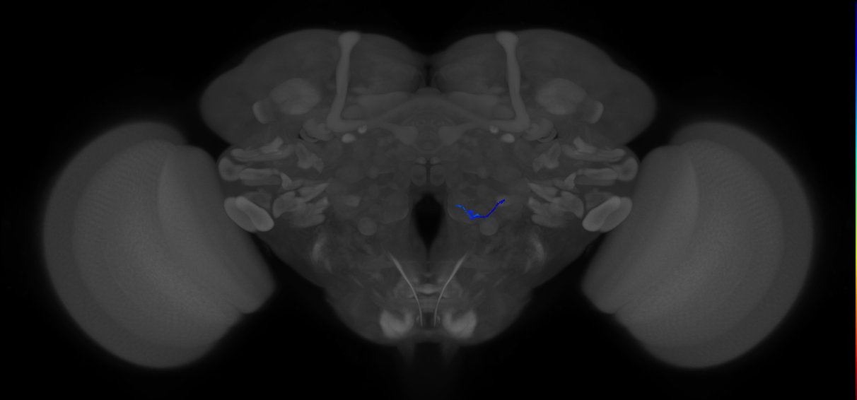 ORN_VM4 (FlyEM-HB:5813003753)