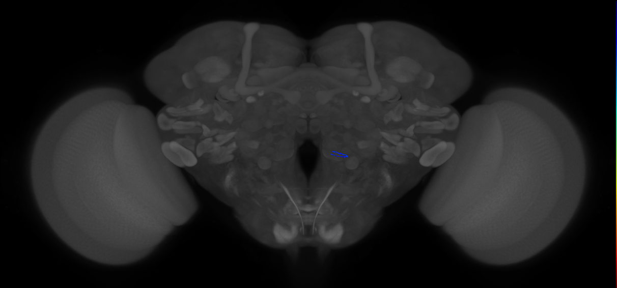 ORN_VM4 (FlyEM-HB:2259967555)