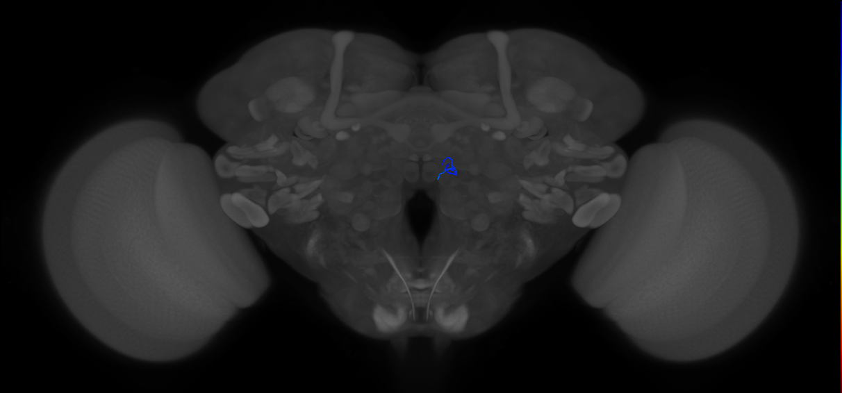 ORN_VM5d (FlyEM-HB:1919947985)