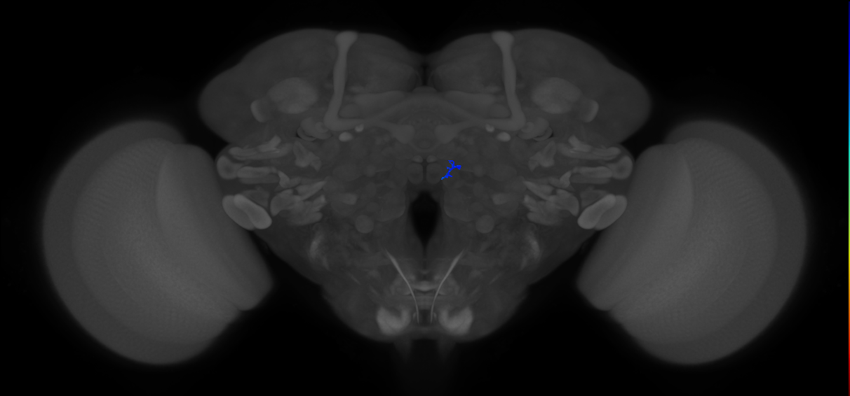 ORN_VM5d (FlyEM-HB:1919956523)