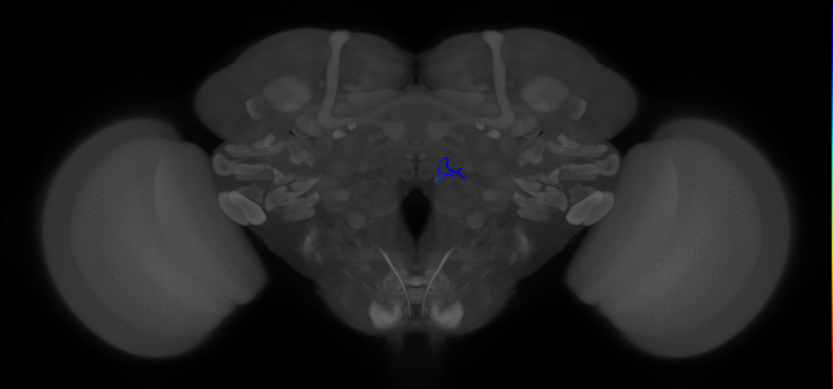 ORN_VM5v (FlyEM-HB:1952009816)