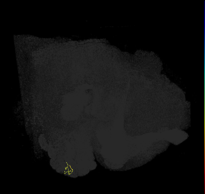 ORN_VM5v (FlyEM-HB:1983381548)