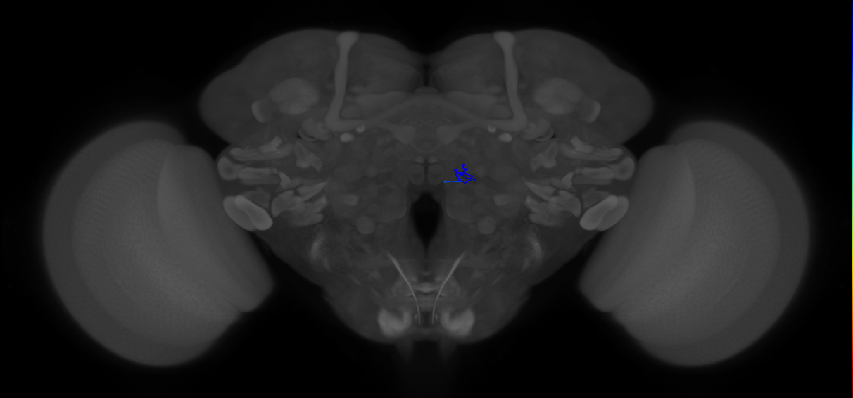 ORN_VM5v (FlyEM-HB:2011364607)