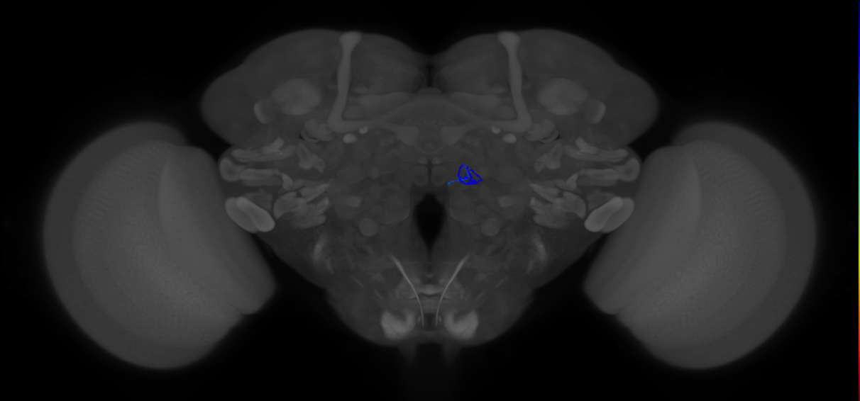 ORN_VM5v (FlyEM-HB:1950978227)