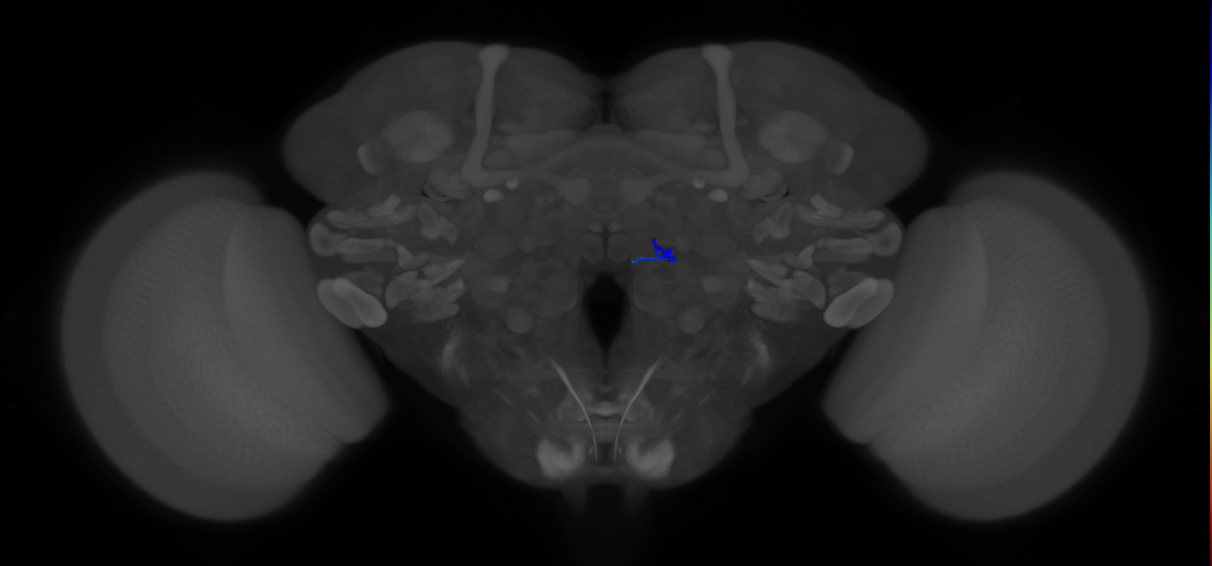 ORN_VM5v (FlyEM-HB:2013734557)