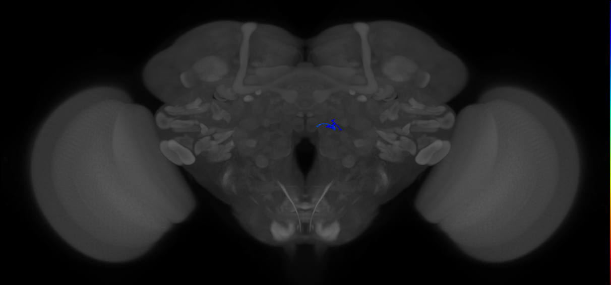 ORN_VM5v (FlyEM-HB:1980329632)